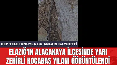 Elazığ'ın Alacakaya ilçesinde yarı zehirli kocabaş yılanı görüntülendi