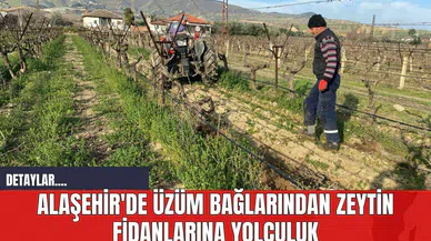 Alaşehir'de Üzüm Bağlarından Zeytin Fidanlarına Yolculuk