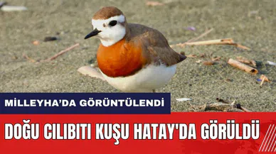 Doğu Cılıbıtı Kuşu Hatay'da görüldü
