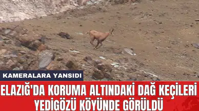 Elazığ'da koruma altındaki dağ keçileri Yedigözü köyünde görüldü