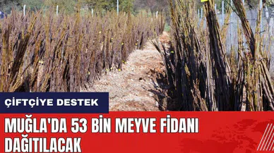 Muğla'da 53 bin meyve fidanı dağıtılacak