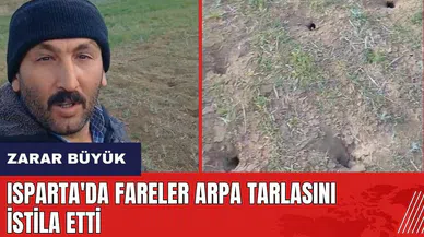 Isparta'da fareler arpa tarlasını istila etti!