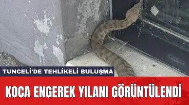 Tunceli'de tehlikeli buluşma: Koca engerek yılanı görüntülendi