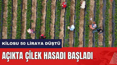 Mersin'de açıkta çilek hasadı başladı! Kilosu 50 liraya düştü