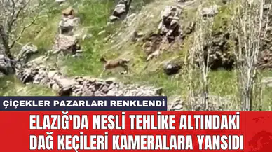 Elazığ'da nesli tehlike altındaki dağ keçileri kameralara yansıdı