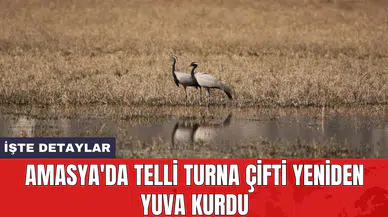 Amasya'da telli turna çifti yeniden yuva kurdu