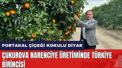 Çukurova narenciye üretiminde Türkiye birincisi
