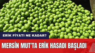 Mersin Mut'ta erik hasadı başladı! 2024'te erik fiyatı ne kadar?