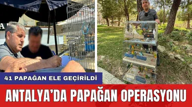 Antalya’da papağan operasyonu