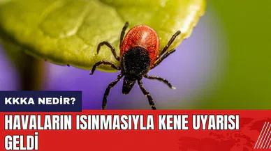 Havaların ısınmasıyla kene uyarısı geldi! Kırım Kongo Kanamalı Ateşi nedir?