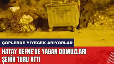Hatay Defne'de yaban domuzları şehir turu attı