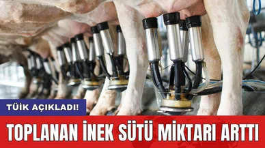 TÜİK açıkladı! Toplanan inek sütü miktarı arttı