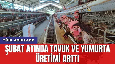 Şubat ayında tavuk ve yumurta üretimi arttı