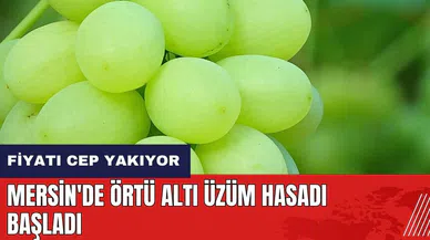 Mersin'de örtü altı üzüm hasadı başladı! İlk ürünlerin fiyatı cep yakıyor