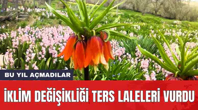 İklim değişikliği ters laleleri vurdu