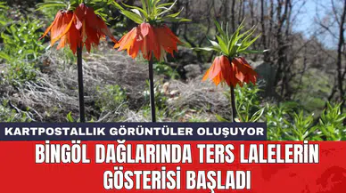 Bingöl dağlarında ters lalelerin gösterisi başladı