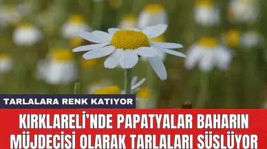 Kırklareli’nde papatyalar baharın müjdecisi olarak tarlaları süslüyor