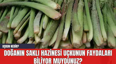 Doğanın Saklı Hazinesi Uçkunun Faydaları Biliyor muydunuz? Uçkun Nedir?