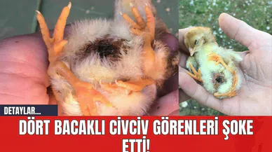 Dört Bacaklı Civciv Görenleri Şoke Etti!