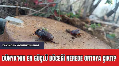 Dünyanın En Güçlü Böceği Bakın Nerede Çıktı?