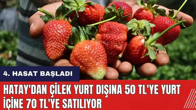 Hatay'dan çilek yurt dışına 50 TL'ye yurt içine 70 TL'ye satılıyor