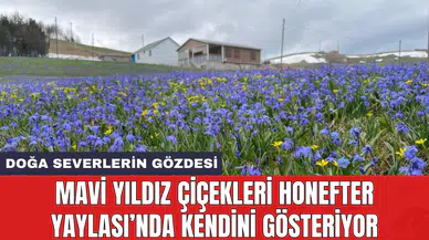 Mavi yıldız çiçekleri Honefter Yaylası’nda kendini gösteriyor