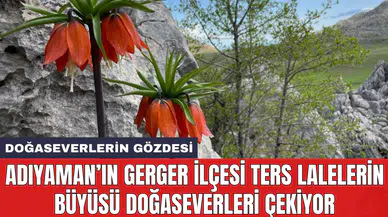 Adıyaman’ın Gerger ilçesi ters lalelerin büyüsü doğaseverleri çekiyor