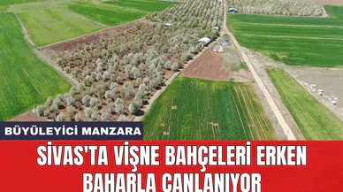 Sivas'ta vişne bahçeleri erken baharla canlanıyor
