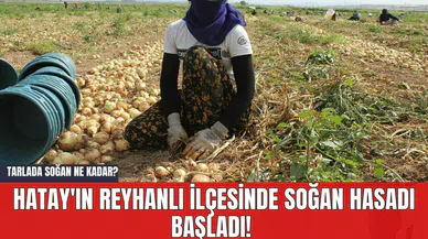 Hatay'ın Reyhanlı İlçesinde Soğan Hasadı Başladı! Tarlada Soğan Ne Kadar?