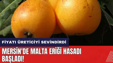 Mersin'de Malta eriği hasadı başladı! Fiyatı üreticiyi sevindirdi