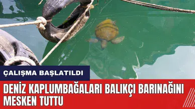 Mersin'de deniz kaplumbağaları balıkçı barınağını mesken tuttu