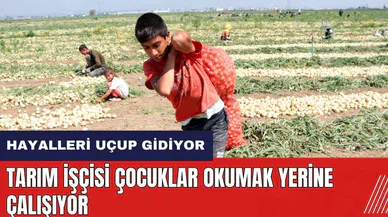 Tarım işçisi çocuklar okumak yerine çalışıyor