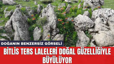 Bitlis ters laleleri doğal güzelliğiyle büyülüyor