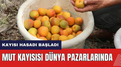 Mersin'de kayısı hasadı başladı! Mut Kayısısı Dünya pazarlarında