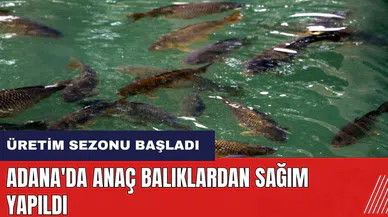 Adana'da anaç balıklardan sağım yapıldı