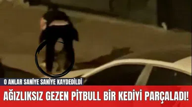 Ağızlıksız Gezen Pitbull Bİr Kediyi Parçaladı! O Anlar Saniye Saniye Kaydedildi