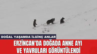 Erzincan'da doğada anne ayı ve yavruları görüntülendi