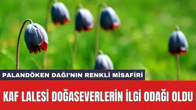 Palandöken Dağı’nın renkli misafiri: Kaf Lalesi doğaseverlerin ilgi odağı oldu