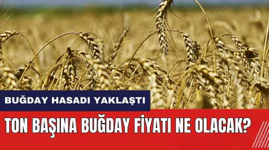 Buğday hasadı yaklaştı! Ton başına buğday fiyatı ne olacak?