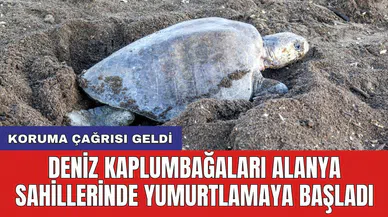 Deniz kaplumbağaları Alanya sahillerinde yumurtlamaya başladı: Koruma çağrısı geldi