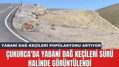 Çukurca'da yabani dağ keçileri sürü halinde görüntülendi