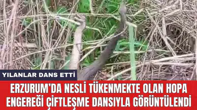 Erzurum’da nesli tükenmekte olan Hopa Engereği çiftleşme dansıyla görüntülendi