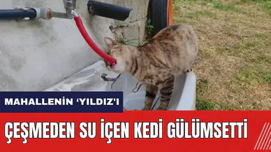 Hatay'da çeşmeden su içen kedi gülümsetti