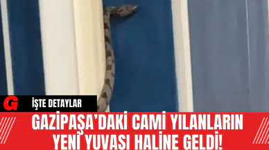 Gazipaşa’daki Cami Yılanların Yeni Yuvası Haline Geldi!