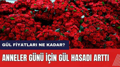 Anneler Günü için gül hasadı yoğunlaşıyor! Gül fiyatları ne kadar?