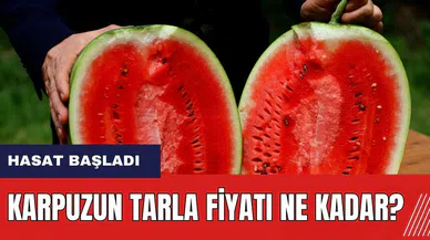 Adana'da karpuz hasadı başladı! Karpuzun tarla fiyatı ne kadar?