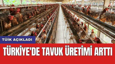 TÜİK açıkladı: Türkiye'de tavuk üretimi arttı