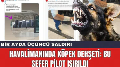 Havalimanında Köpek Dehşeti: Bu sefer Pilot Isırıldı