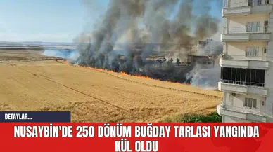 Nusaybin'de 250 Dönüm Buğday Tarlası Yangında Kül Oldu