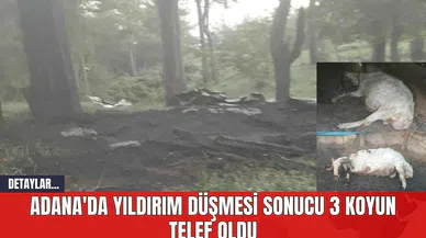 Adana'da Yıldırım Düşmesi Sonucu 3 Koyun Telef Oldu